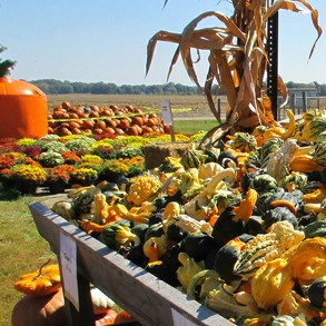 Pumpkin Patch Is Colorful