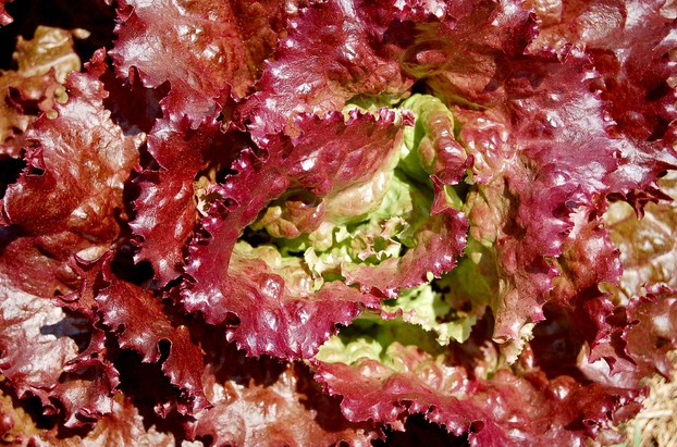 red leaf lettuce: brightening garden and table