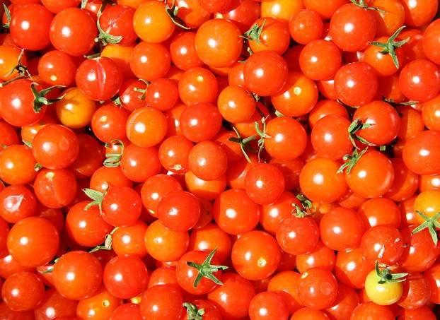 Super Sweet 100 cherry tomatoes galore: sweet perfection as garnishes