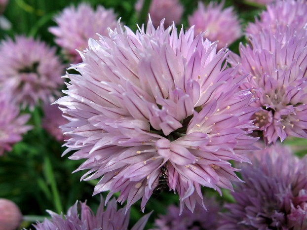 Allium schoenoprasum flower: known commonly as the herb chives
