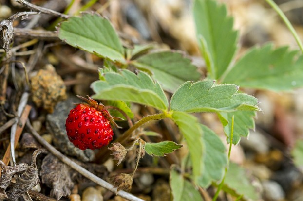 wild strawberry (Fragaria virginiana): tiny red globe in Rocky Mountain National Park, north central Colorado