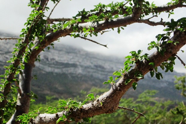 Socotra's frankincense branches