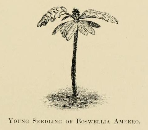 Boswellia ameero, another of Socotra's endemic frankincense trees