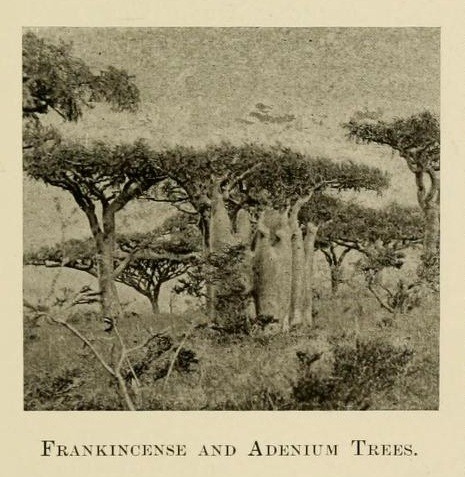 Socotra frankincense tree (left, foreground) with Adenium (center)
