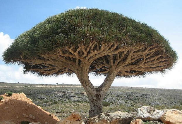 Socotra Dragon Blood Tree