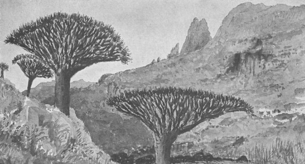 Dragon Blood Trees at Yehazahaz, Mt Haghier's southern slopes