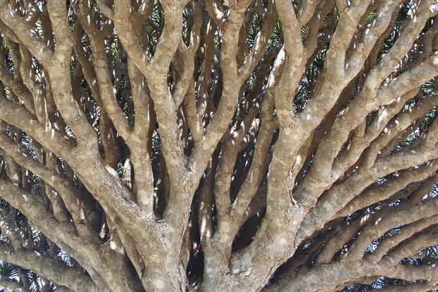 closeup of intricate branching of Socotra Dragon's Blood Tree