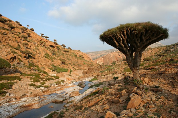 Dragon's Blood Trees and Socotra's rugged landscape seem a perfect match, made for each other.