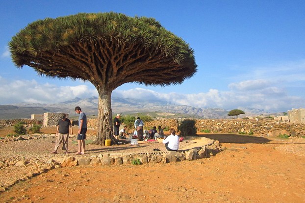 lunch and pleasing vista under Socotra Dragon Blood Tree