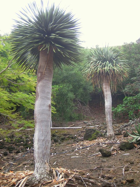 Young Socotra Dragon's Blood Trees: flourishingly cultivated in Koko Crater Botanical Garden, Honolulu