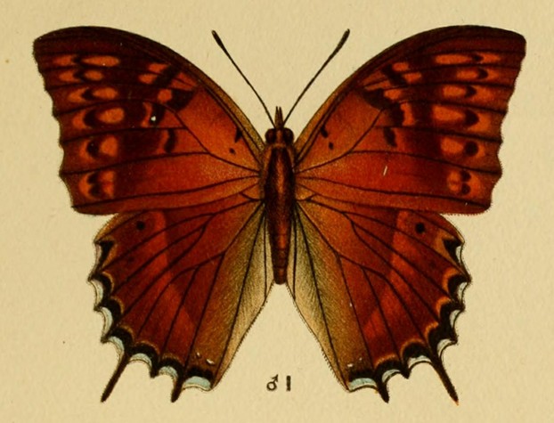 Charaxes balfouri: lithograph by Maud Horman-Fisher
