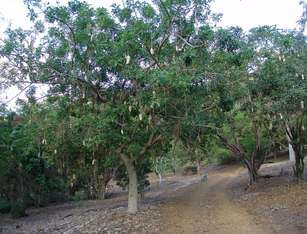 P. protopunica (far left) is overshadowed by continental African native sausage tree (Kigelia), Koko Crater Botanical Garden