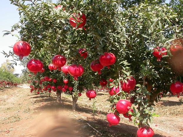 Punica granatum orchard