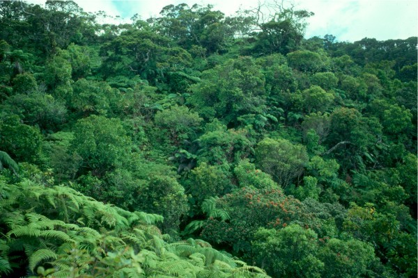 Native Ohia-fern forest lies at the Pu`u Ali`i Ridge above Pelekunu Valley, Kalaupapa National Historical Park