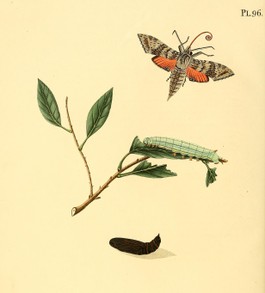 stages of Obscure Moth; Jan Sepp, Surinaamsche (1850), Vol II, Plate 96, opp. p. 215