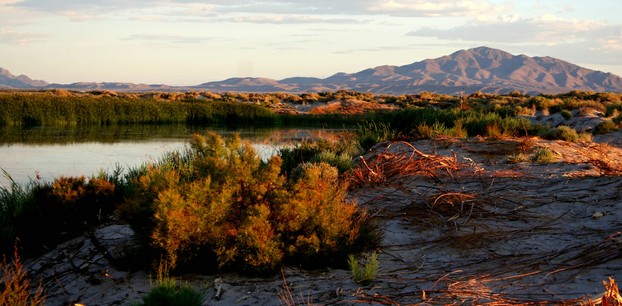 Ash Meadows National Wildlife Refuge: a buffer zone between Devils Hole and sprawling Las Vegas