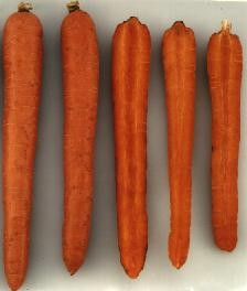 New darker-orange varieties produced by breeding program; also high in carotene levels.