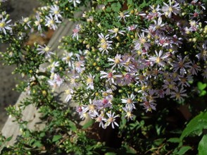 Blue Wood Aster Blooming in an Urban Flower Bed