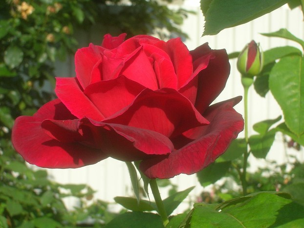 "Rosa 'Chrysler Imperial' in the Volksgarten in Vienna. Identified by sign."