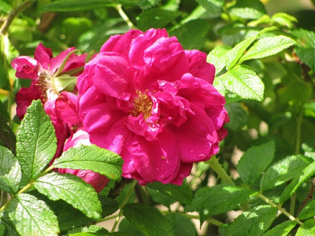 "Roseraie de L'Haÿ:  Hybrid rugosa rose, named for the garden"