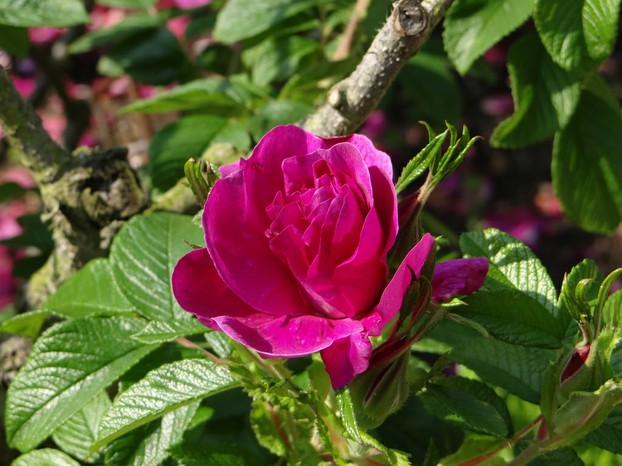 "Rose botanique "Roseraie de l'Hay" / Cochet ~ La roseraie du Val-de-Marne (l'Haÿ-les-Roses)"
