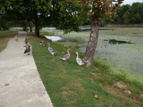 Ducks and Geese at Mammoth Spring State Park