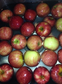 #2 apples picked at local orchard