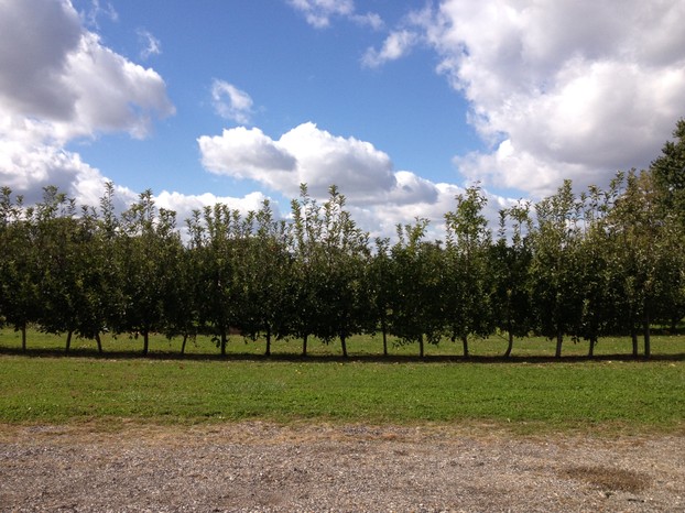 Local apple orchard