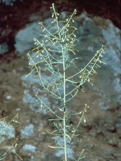 shale barren rock-cress (Arabis serotina)