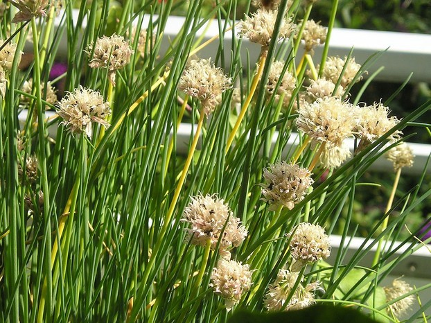 "Chives small three-valved capsule with seeds"