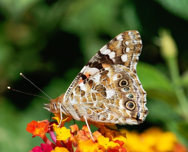 Painted Lady in August
