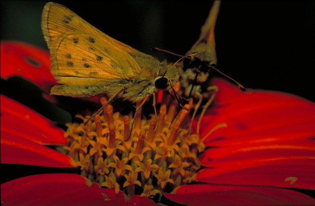 "fiery skipper butterfly on Mexican sunflower"