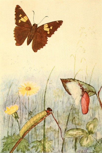 illustration by Willey Ingraham "W.I." Beecroft (b. 1870)