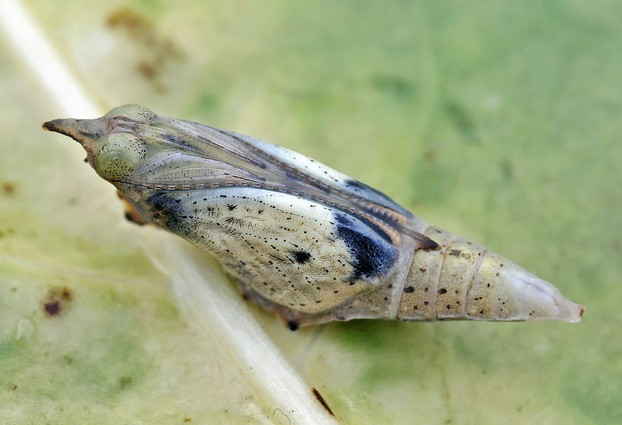 cabbage white pupa just before emerging