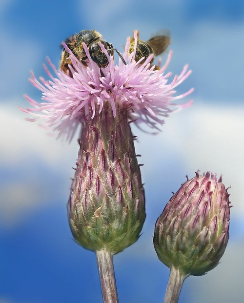 "Two Bees on a Creeping Thistle (Cirsium arvense)"