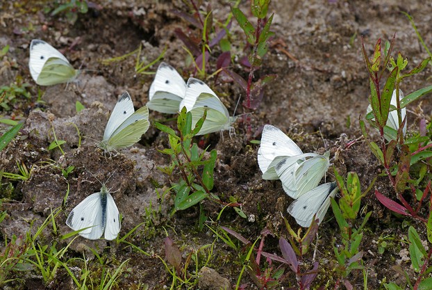 "A collective salt lick of Small Whites, Pieris rapae, on alternate-soaked sandy clay (dried pool)."