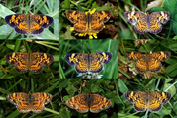 "Composite photograph showing the variability in the Pearl Crescent species."