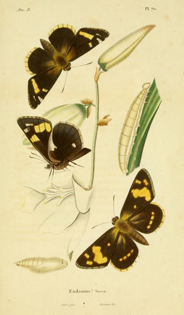 c. 1820 drawing by American entomologist-ornithologist John Abbot (1751-c.1840/1841)
