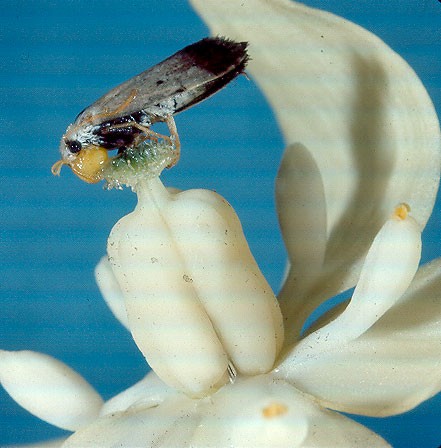 "A Tegeticula moth is depositing a pollen ball onto a stigma of a Yucca plant."
