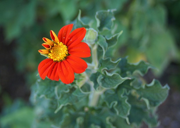 Mexican Sunflower (Tithonia rotundifolia) 'Torch' flowering