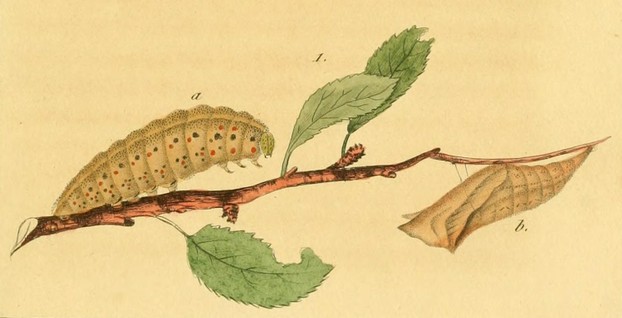 chrysalis by Vincent-Louis Jourdin-Pellieux (1805-1883); caterpillar landscape by P. Duménil
