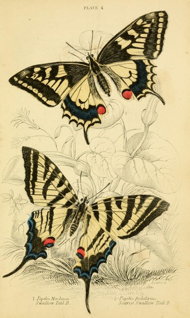 illustration by Scottish naturalist James Duncan (1804–1861); J. Duncan, British Butterflies (1855), Plate IV, opp. p. 94