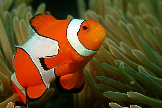clownfish in coral reef, Andaman Islands, Bay of Bengal, northeastern Indian Ocean