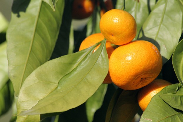 closeup of leaves and fruits of mandarin orange tree (Citrus reticulata), Berkeley Botanical Garden