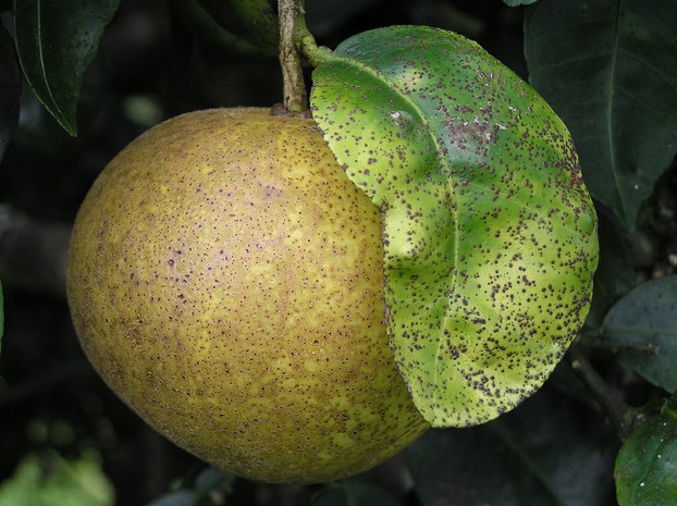 "Melanose of grapefruit near Kea'au, Hawaii."