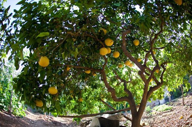 Citrus x paradisi tree in fruit