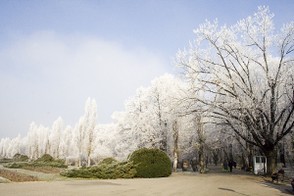 Trees covered in hoary frost