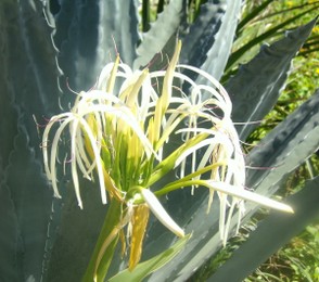 Florida Cactus with White Flowers