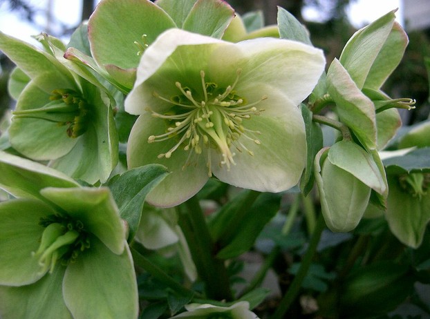J.T. Wall is credited with first valid description of Helleborus x nigercors, published in Gardeners' Chronicle in 1934.