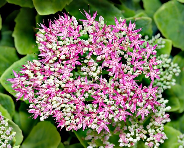 In addition to its spectacular flowers, Sedum spectabile is valued for its resistance to drought.